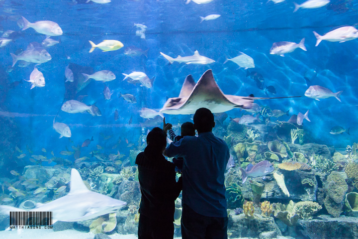 Looking at a ray in Melbourne Aquarium
